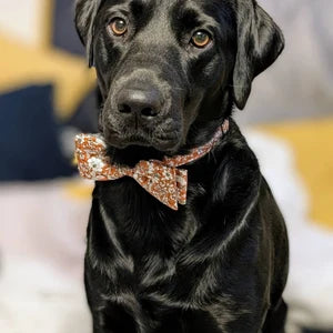 A photo of a dog at a wedding wearing an orange floral bow tie.